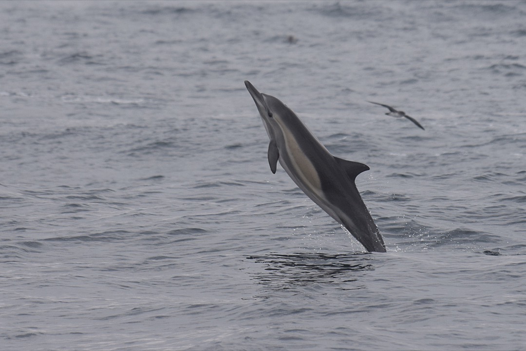 A Common Dolphin jumping