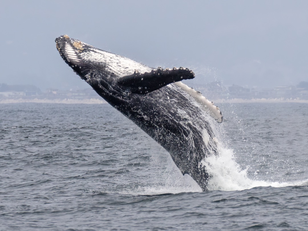 Humpback Leaping