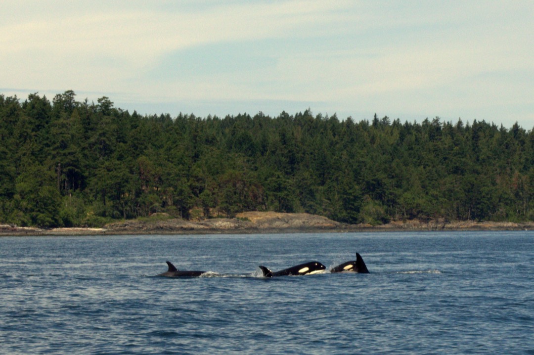 Salish Sea Orcas