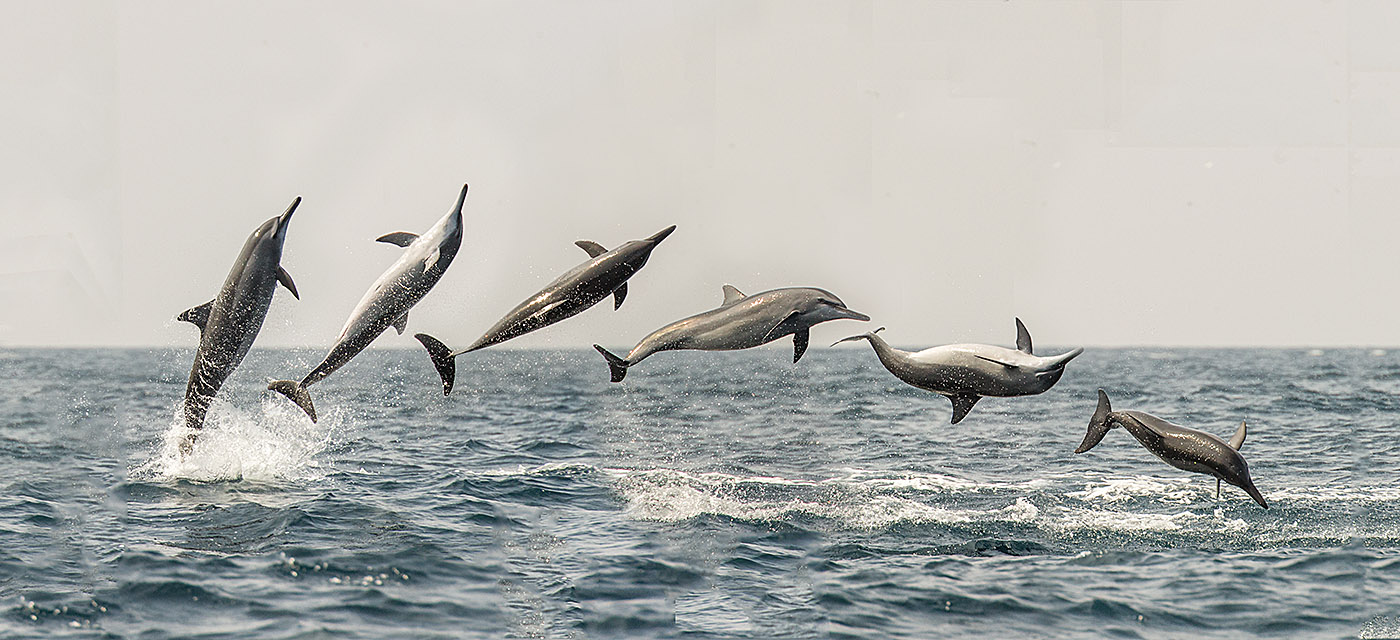 Spinner Dolphin