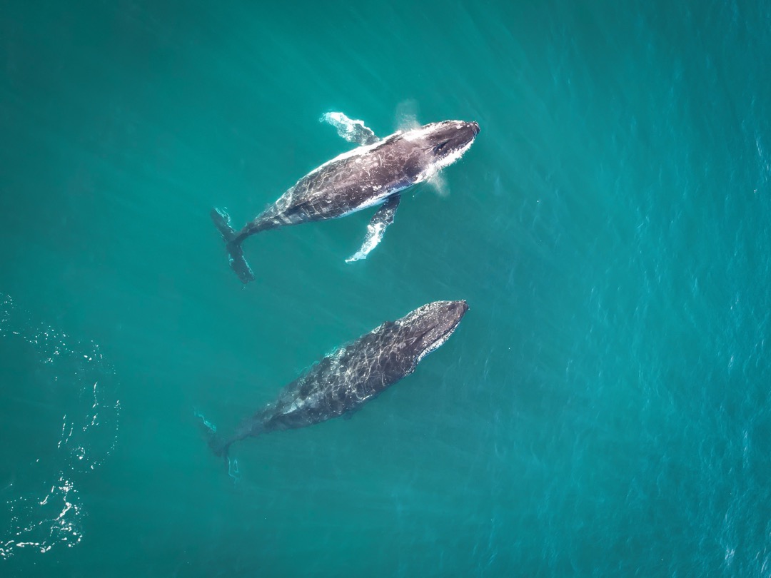 Two Humpbacks