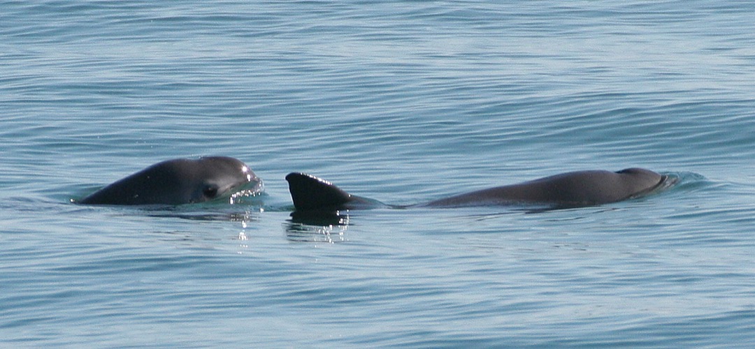 Vaquita Porpoises